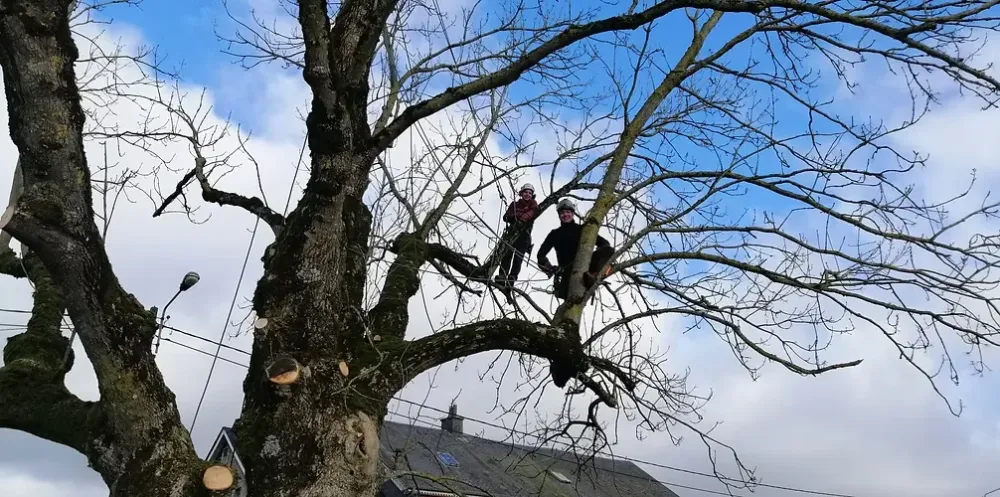 Élagage et taille d’arbres à Arlon